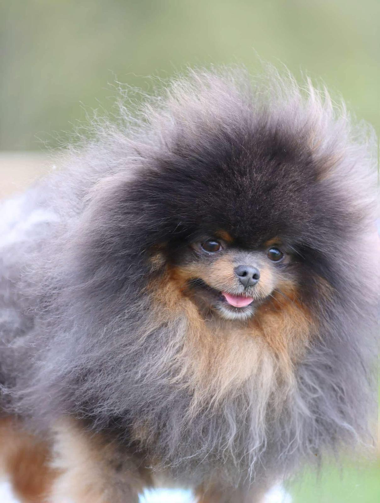 Spitz azul