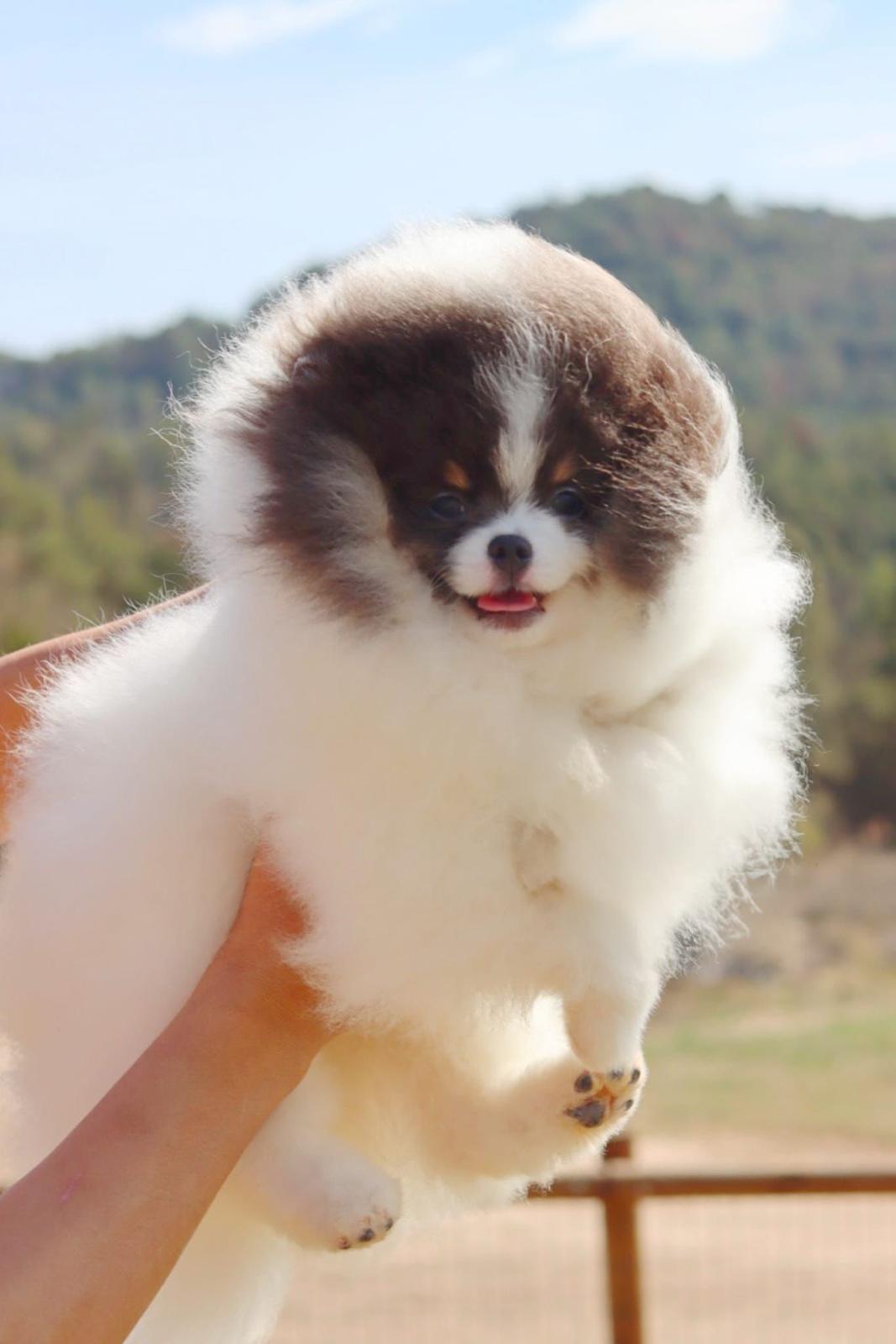 Spitz branco parti