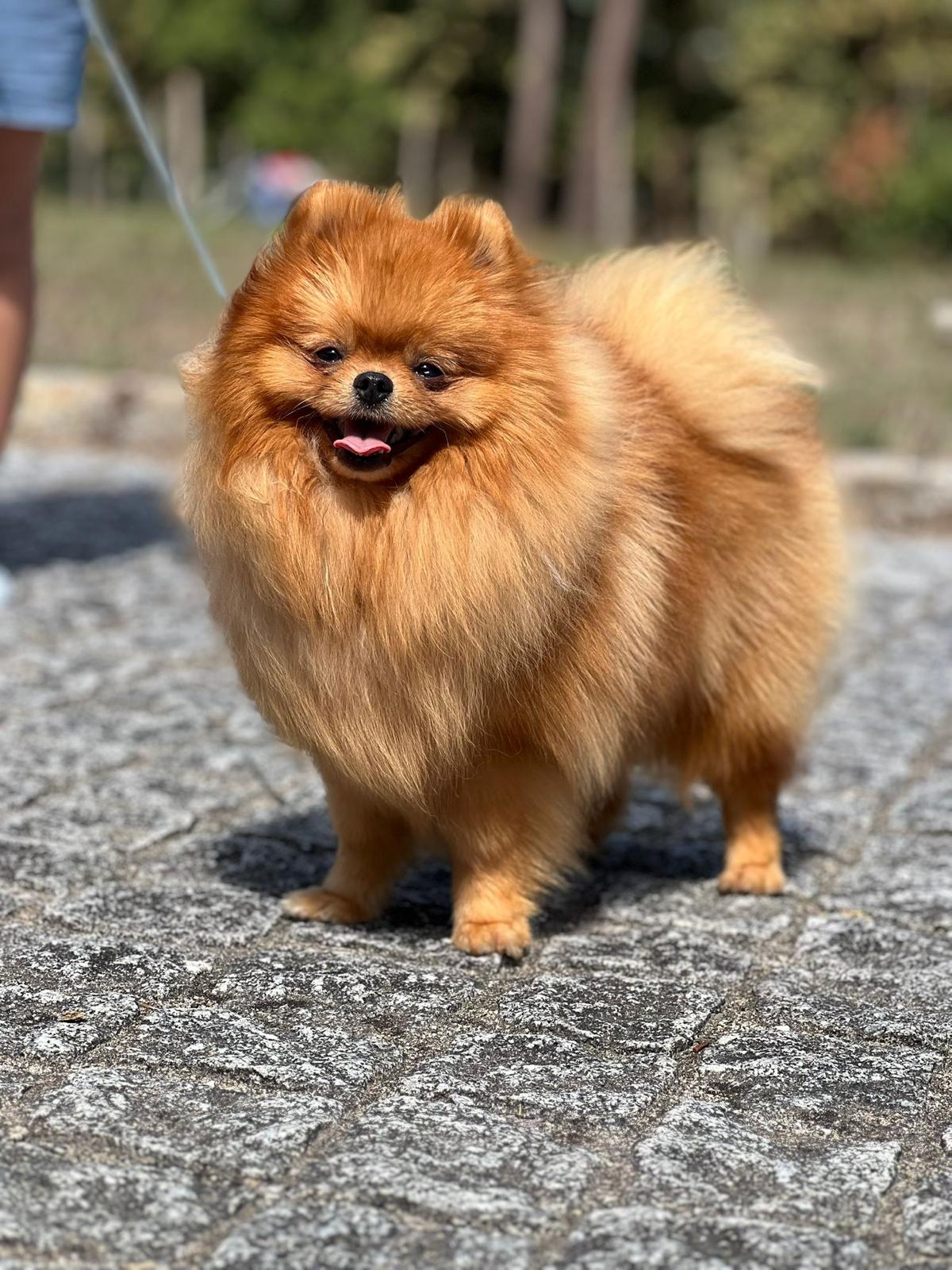 Spitz laranja