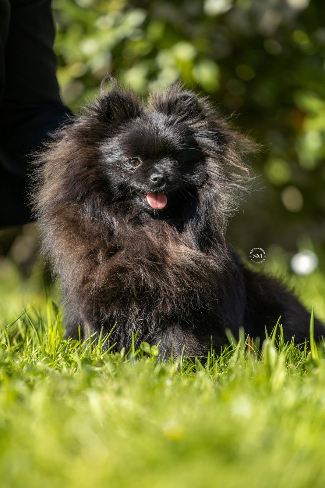 Spitz preto